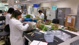Sorting Plants in lab
